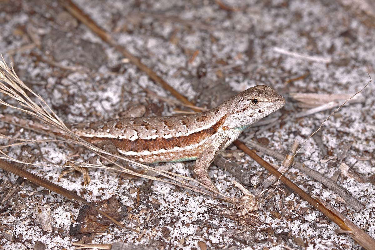 Pictures Of Lizards In Florida 12