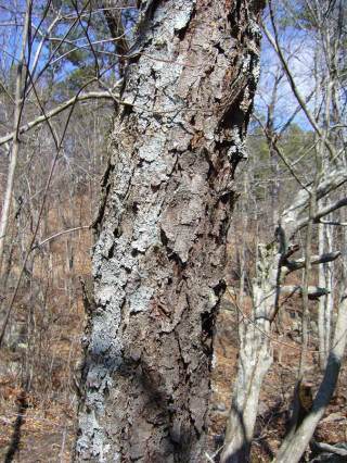 Betula nigra - old bark