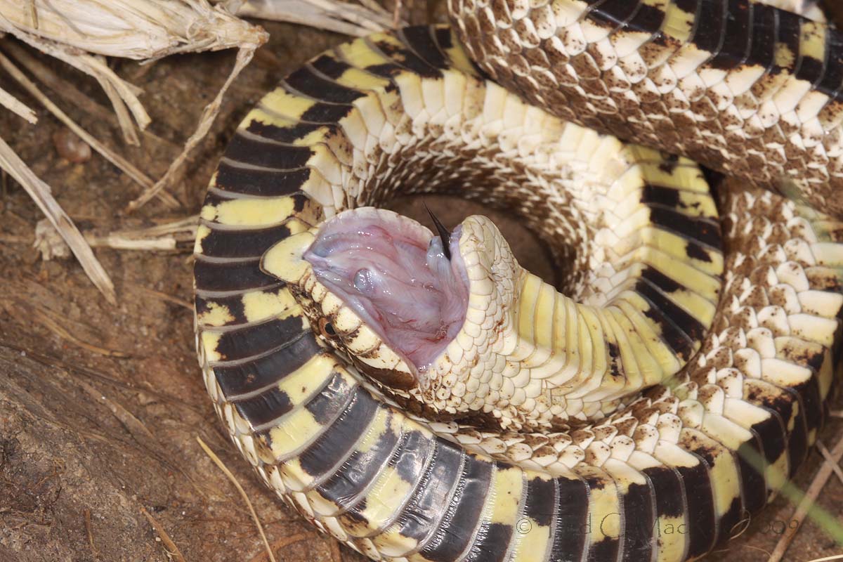 Eastern Hognose Snake Playing Dead Photograph by John Mitchell