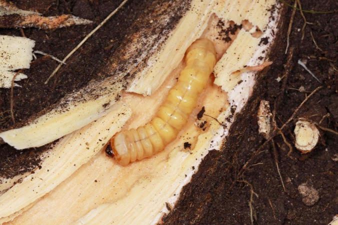 Plinthocoelium suavelones larva in root of living Sideroxylon lanuginosa