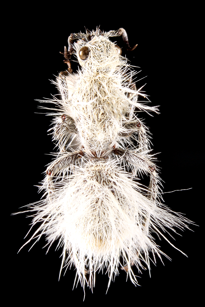 The gloriously dichromatic Dasymutilla gloriosa | Beetles In The Bush