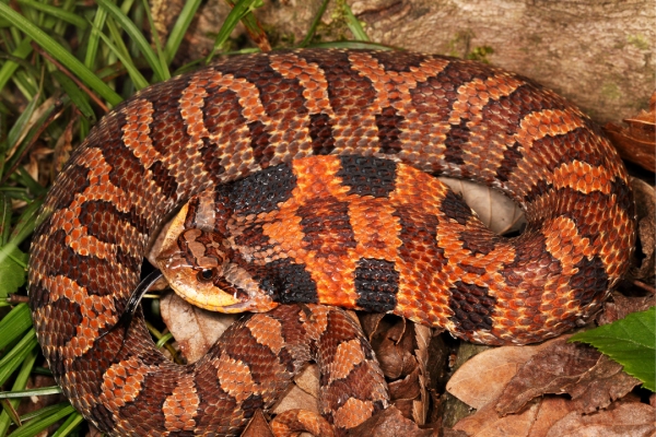 Eastern Hognose Snake (Heterodon platirhinos) | Wayne Co., Missouri