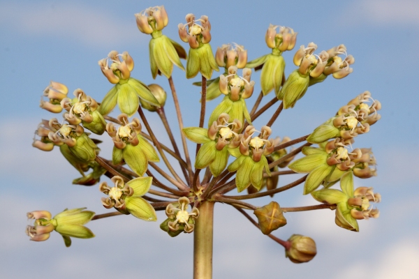 A single inflorescence atops each stem.