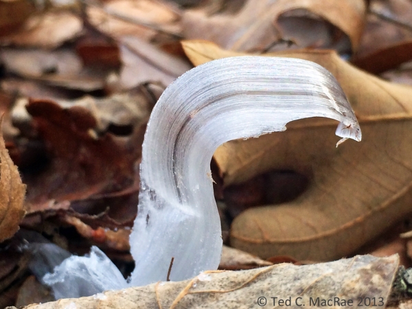 Crystallifolia forms when water drawn from the soil by certain plants oozes out of the stem and contacts frigid air. Additional water pushes out the ice, then freezes itself, resulting in long, thin ribbons of ice that curl around themselves