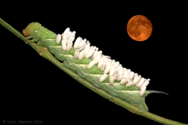 A "super moon" watches over a parasitized hornworm caterpillar.
