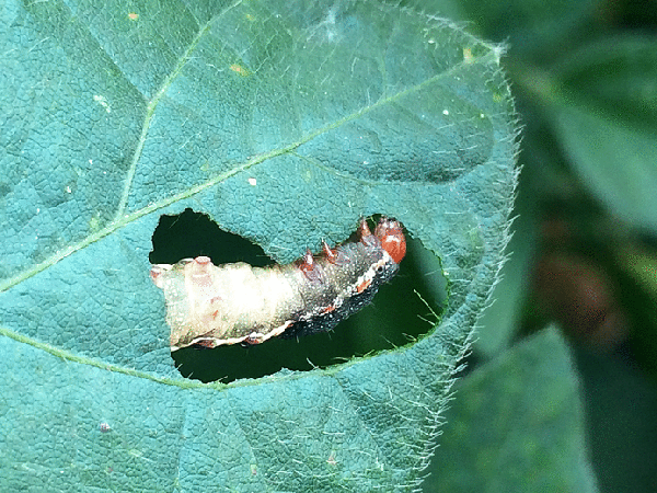 Southern armyworm (Spodoptera eridania) late-instar larva feeding on soybean.