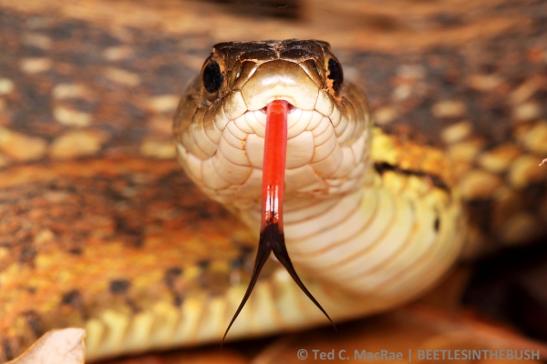 Eastern garter snake (Thamnophis sirtalis)
