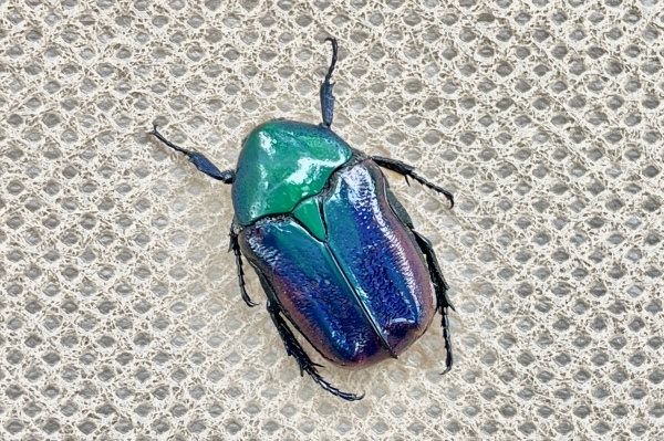 blue jay barrens beetle